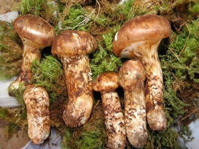 野生食用菌采購平臺——精選菌類產品詳情