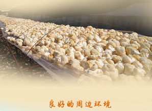 東北山珍猴頭菇 無硫熏制，天然美味的食用菌