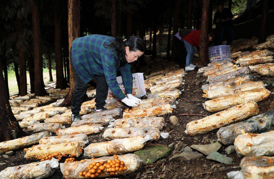 林下食用菌基地 雞樅菌菌棒正待出菇
