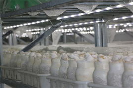 探秘河南世紀香食用菌工廠化生產基地 科技賦能，綠色健康新典范