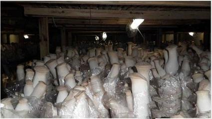 “菇癡”的創業路 用十元起家，20年賺800萬