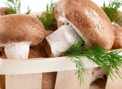 古人智慧 食用菌種植的奇跡之路