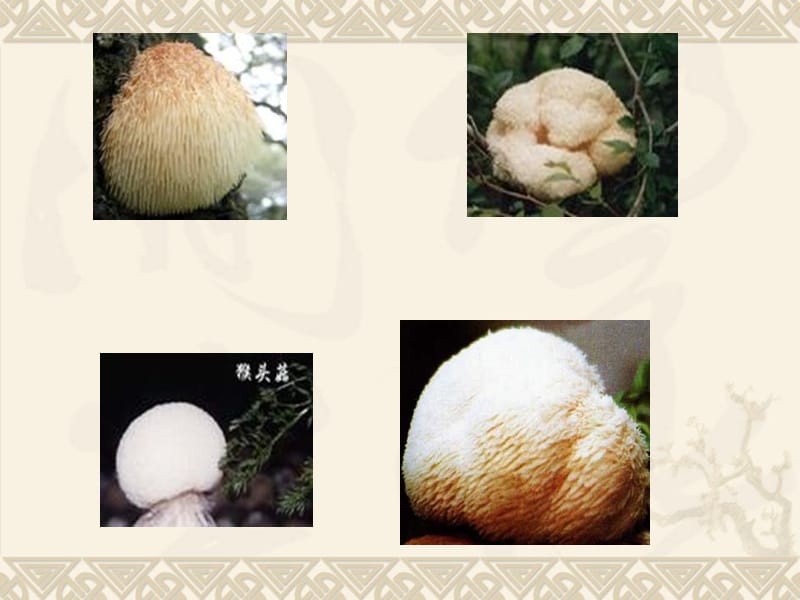 美麗爽口的食用菌——猴頭菇鑒賞