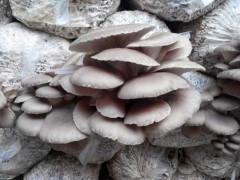 平菇鮮品銷售 中國食用菌商務網產品庫的橋梁作用