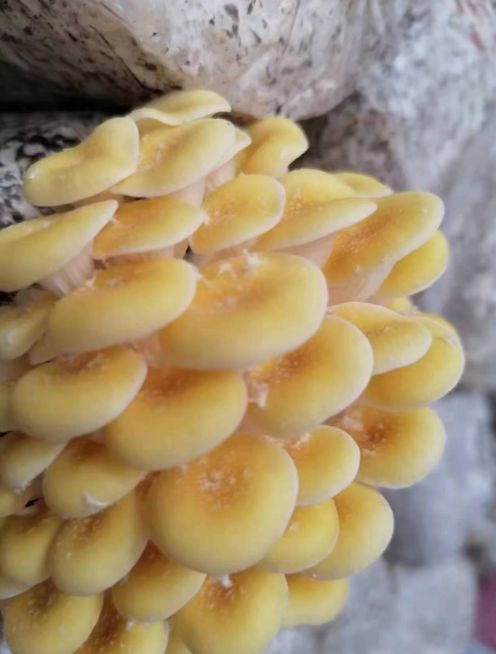 延慶古栗新生 三百年老樹聯姻食用菌，喚醒鄉村致富新基因