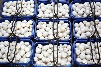 從國(guó)宴到餐桌 嘉善企業(yè)家的“蘑菇王國(guó)”夢(mèng)想