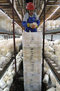 綠色理念引領(lǐng)食用菌產(chǎn)業(yè)創(chuàng)新 助力可持續(xù)發(fā)展新篇章