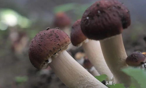 2020年貴州食用菌產(chǎn)業(yè) 66.76億元銷售的版圖解析