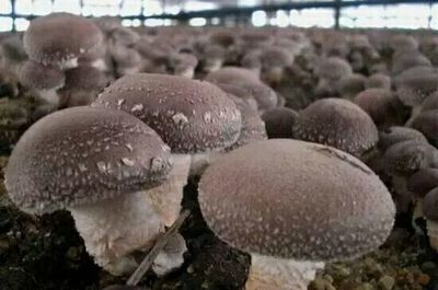 江西省吉安市青原區(qū)子平食用菌種植專業(yè)合作社 專注品質(zhì)，健康餐桌的守護(hù)者